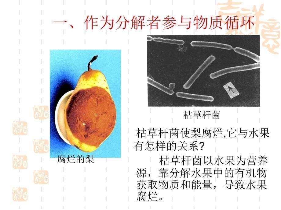 细菌真菌在自然界中的作用PPT演示课件_第5页