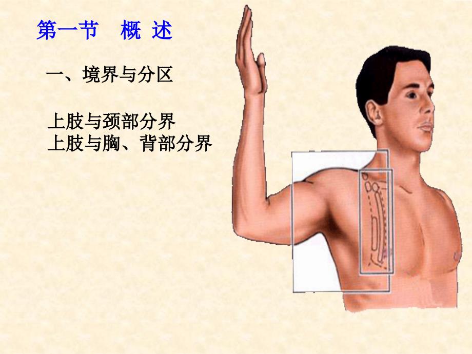 上解剖 PP课件_第4页