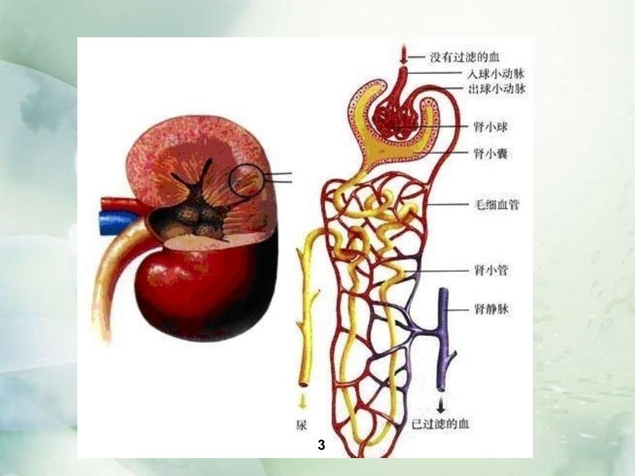 急性肾小球肾炎内科张弛_第3页