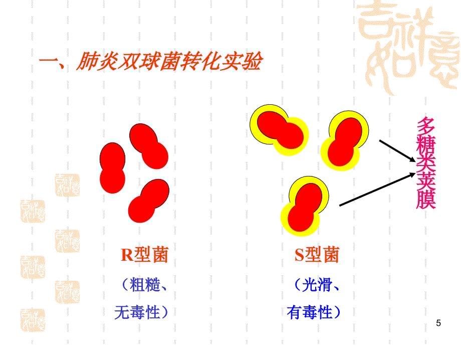 必修二DNA是主要的遗传物质PPT优秀课件_第5页