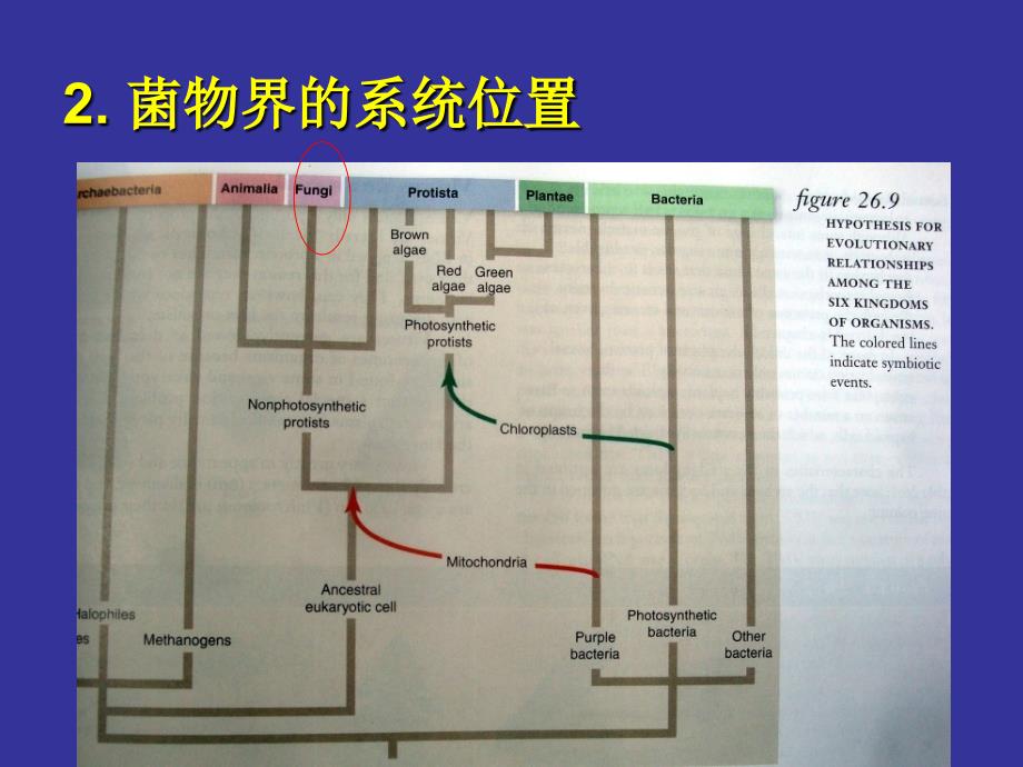 普通生物学课件：菌物界_第4页