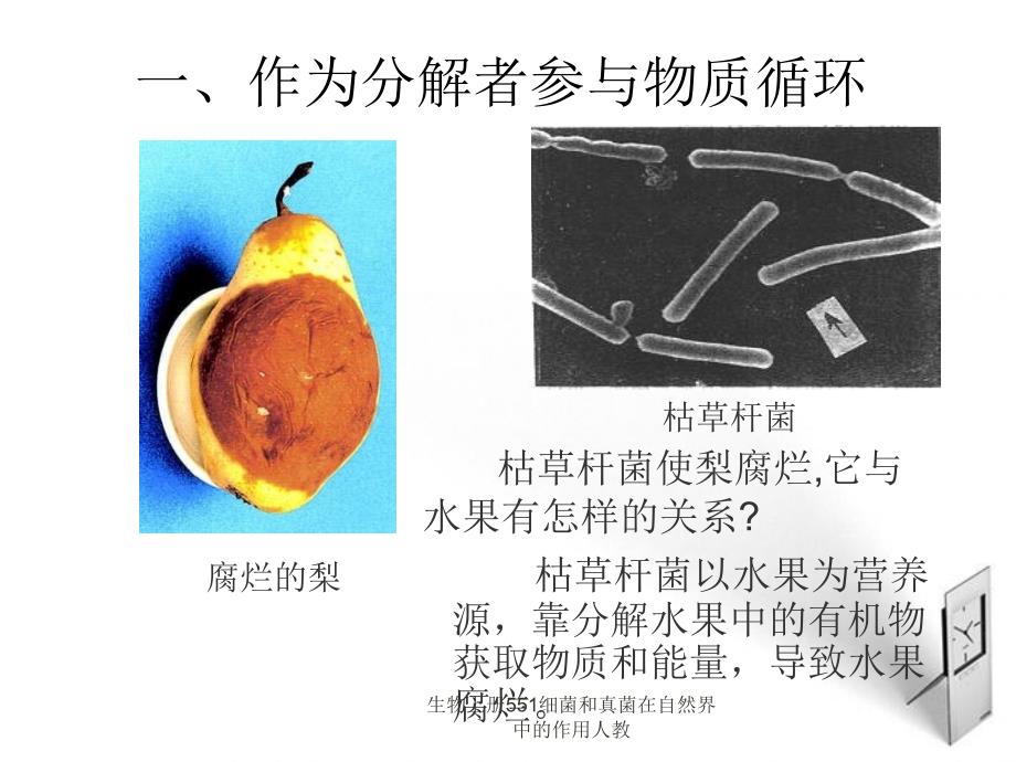 生物上册551细菌和真菌在自然界中的作用人教课件_第3页