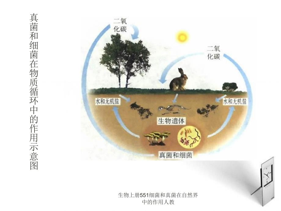 生物上册551细菌和真菌在自然界中的作用人教课件_第4页