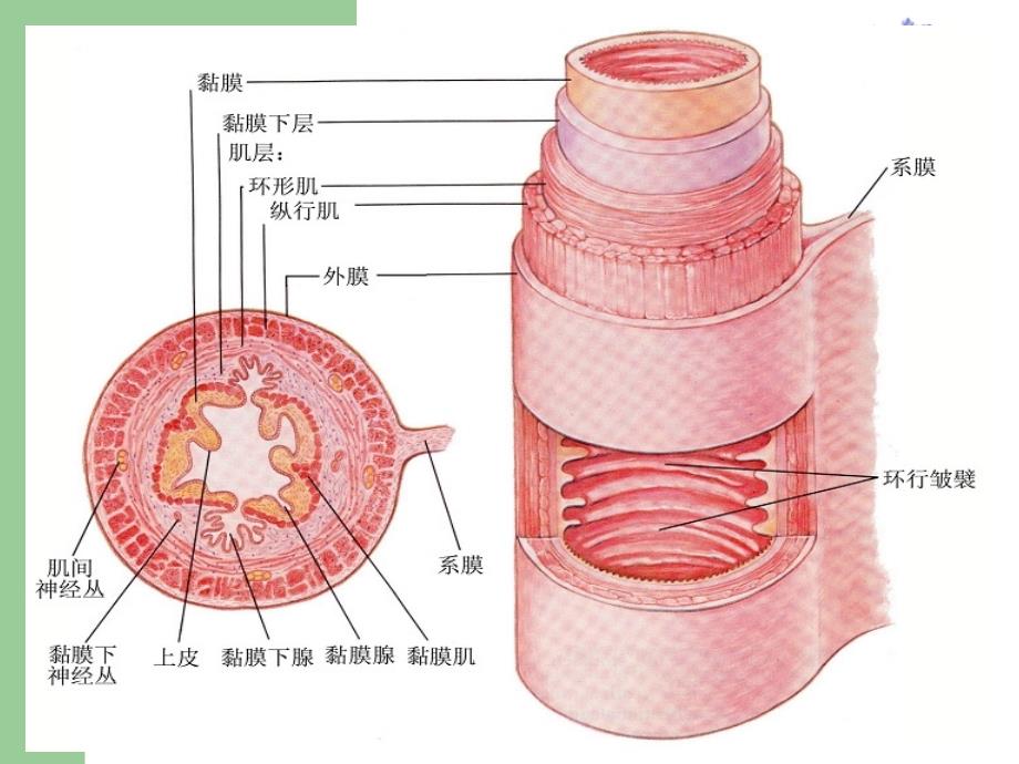 畜禽解剖生理内脏消化系统课堂PPT_第3页