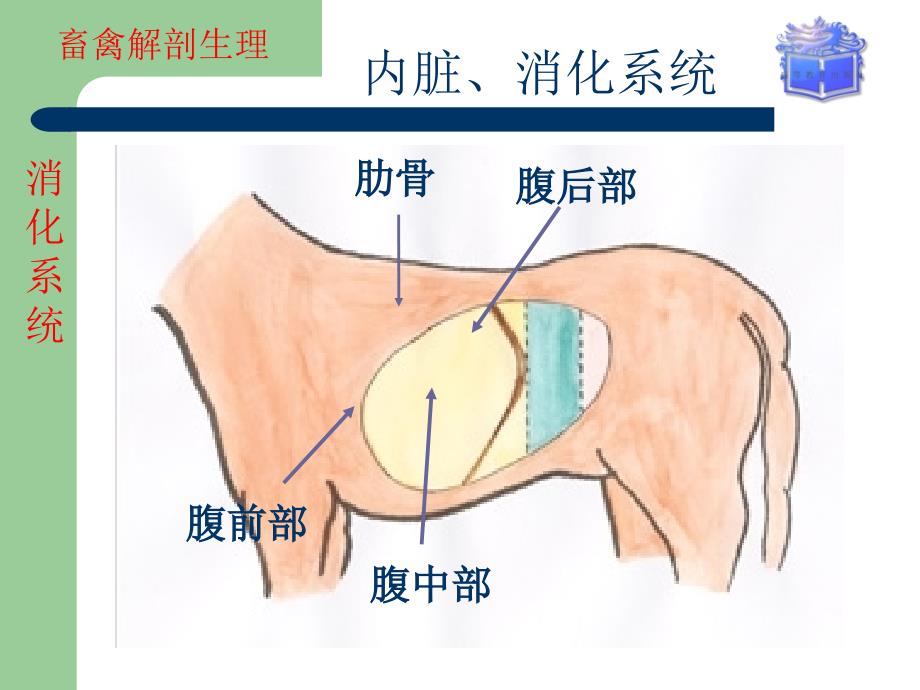 畜禽解剖生理内脏消化系统课堂PPT_第4页