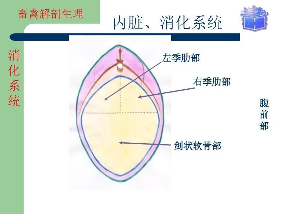 畜禽解剖生理内脏消化系统课堂PPT_第5页