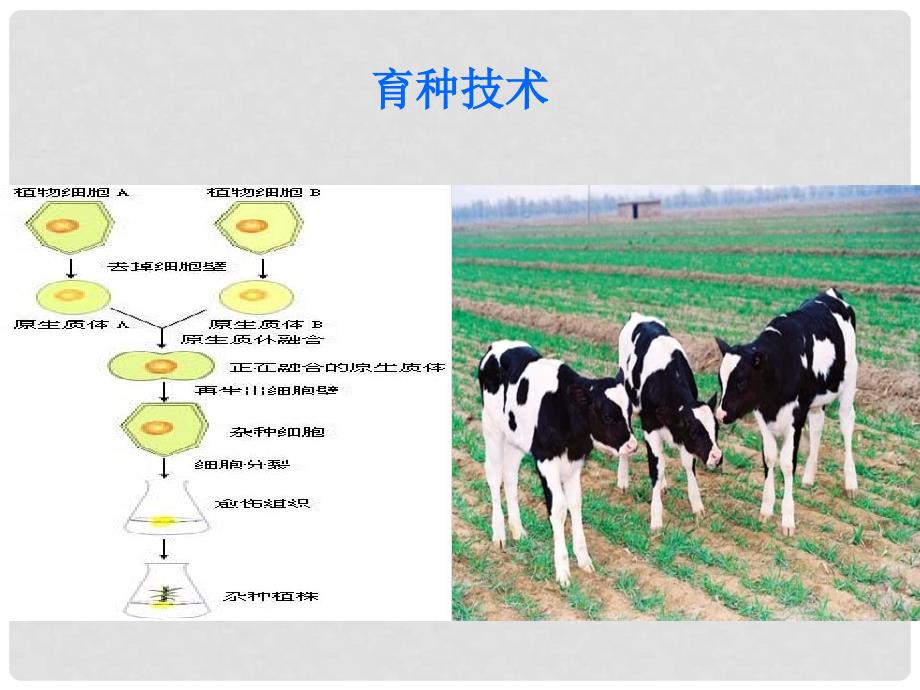 高中生物： 1.1.2 育种技术（课件 ）苏教版选修2_第1页