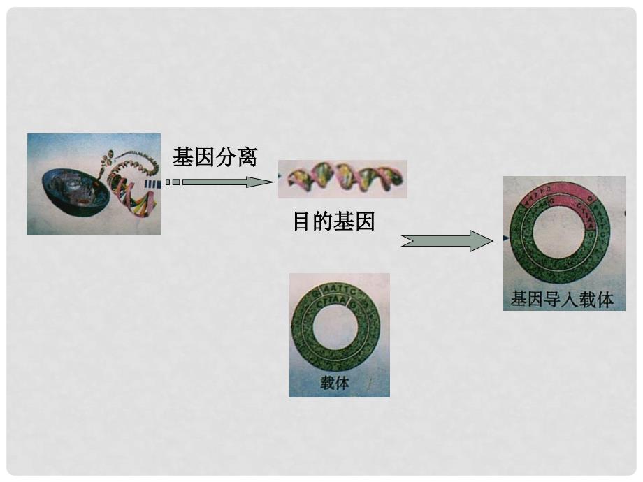 高中生物： 1.1.2 育种技术（课件 ）苏教版选修2_第3页