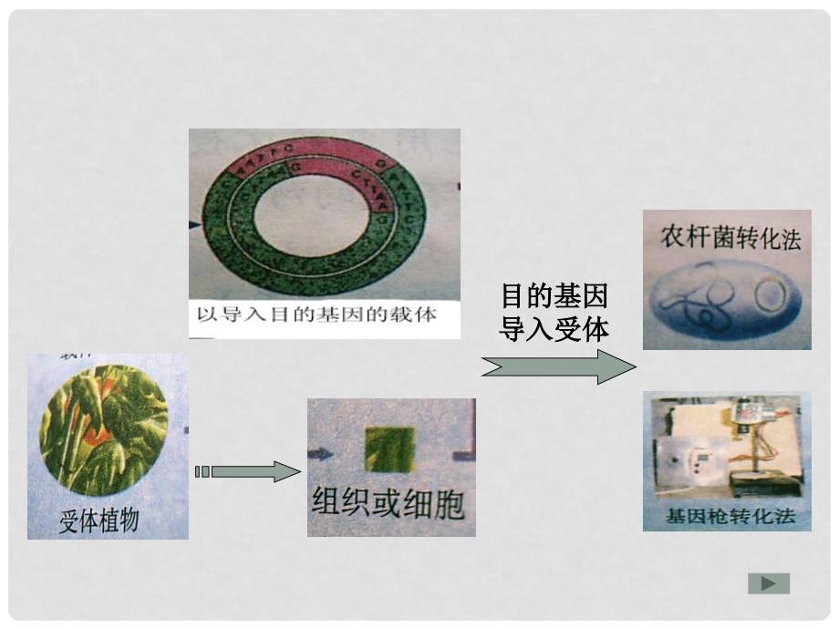 高中生物： 1.1.2 育种技术（课件 ）苏教版选修2_第4页