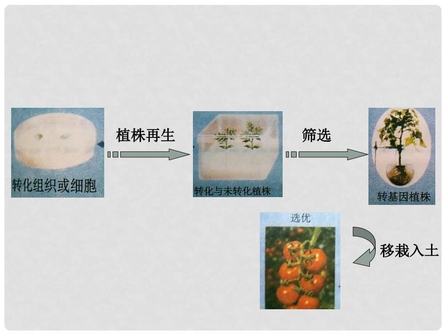 高中生物： 1.1.2 育种技术（课件 ）苏教版选修2_第5页