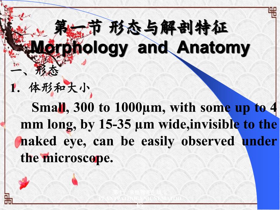 第十一章植物寄生线虫PLANTPATHOGENICNEMATODES_第3页