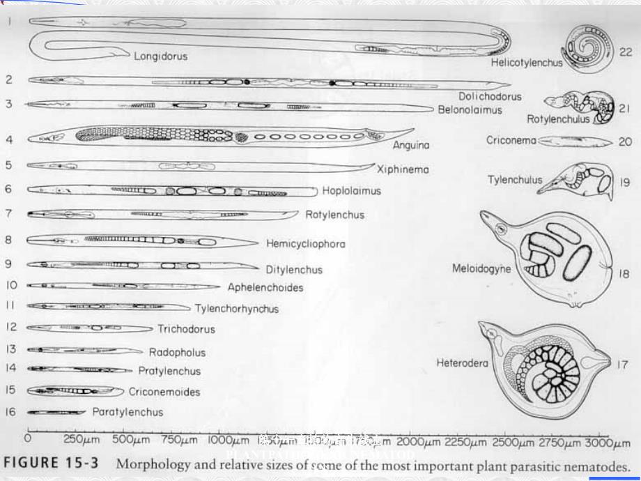 第十一章植物寄生线虫PLANTPATHOGENICNEMATODES_第4页