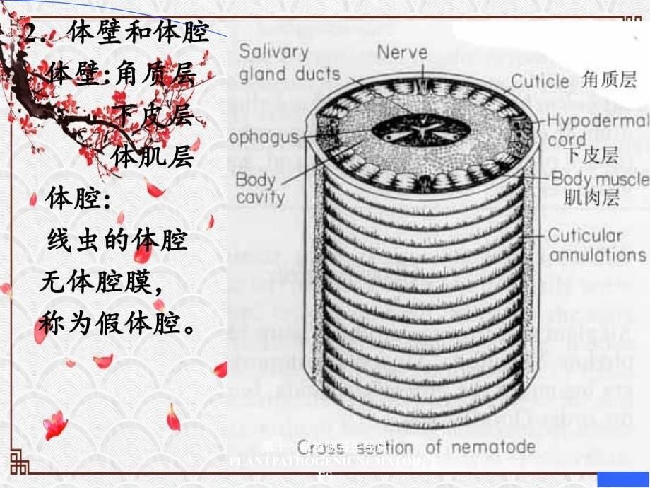 第十一章植物寄生线虫PLANTPATHOGENICNEMATODES_第5页