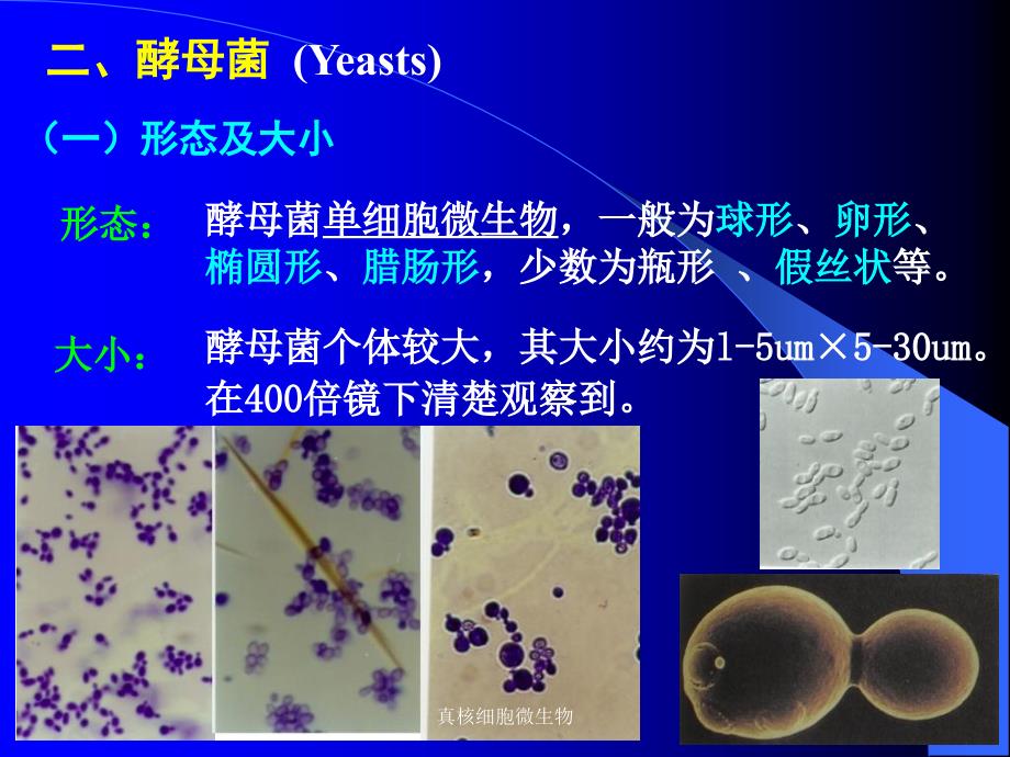 真核细胞微生物课件_第3页