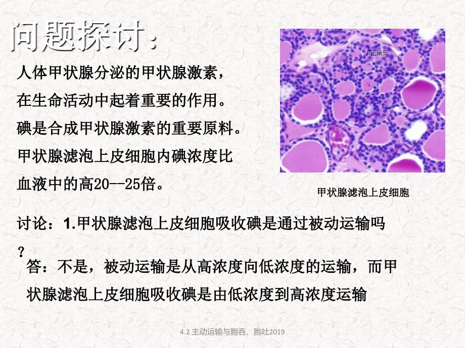 主动运输与胞吞胞吐优质课件_第3页