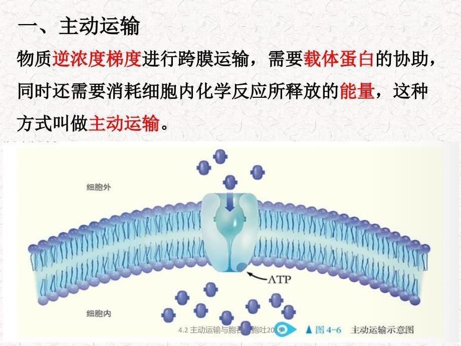 主动运输与胞吞胞吐优质课件_第5页