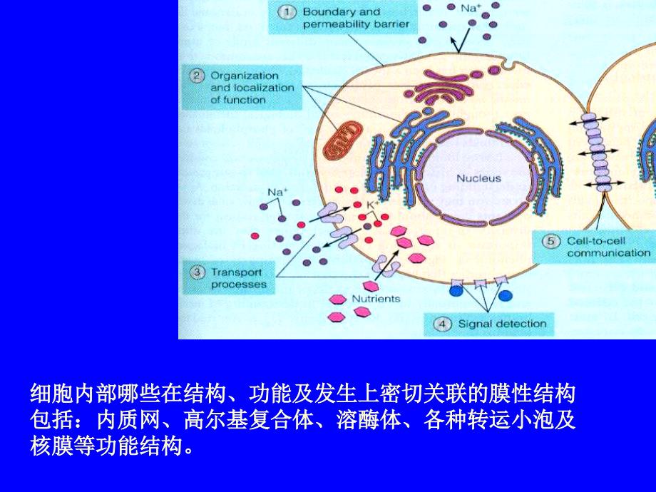 细胞的内膜系统_第2页