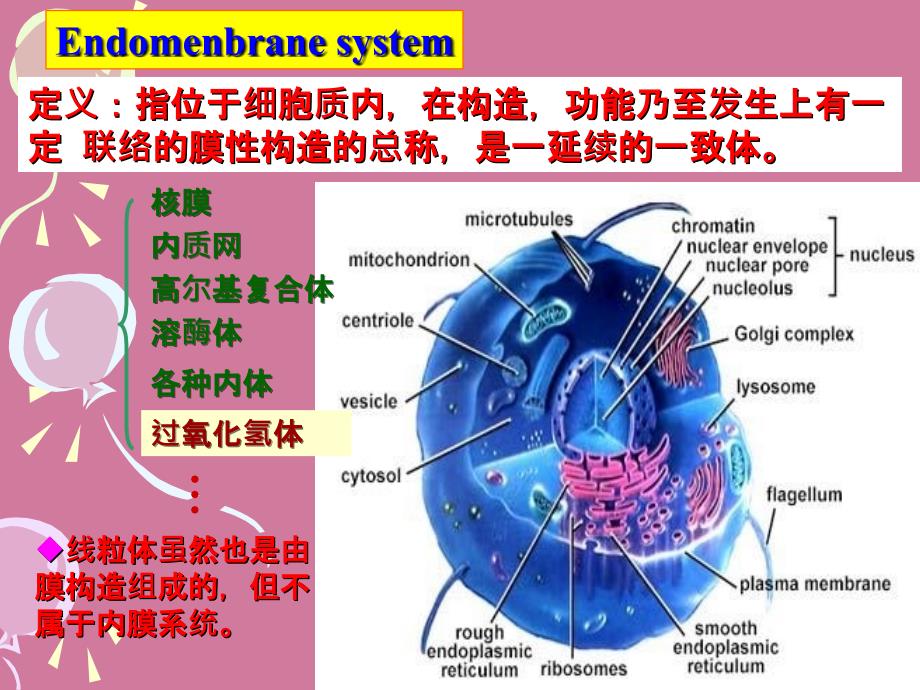 细胞的内膜系统与囊泡转运ppt课件_第2页