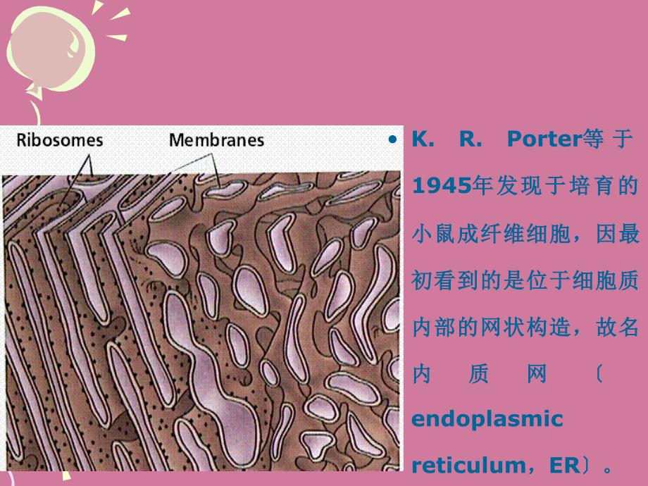 细胞的内膜系统与囊泡转运ppt课件_第4页