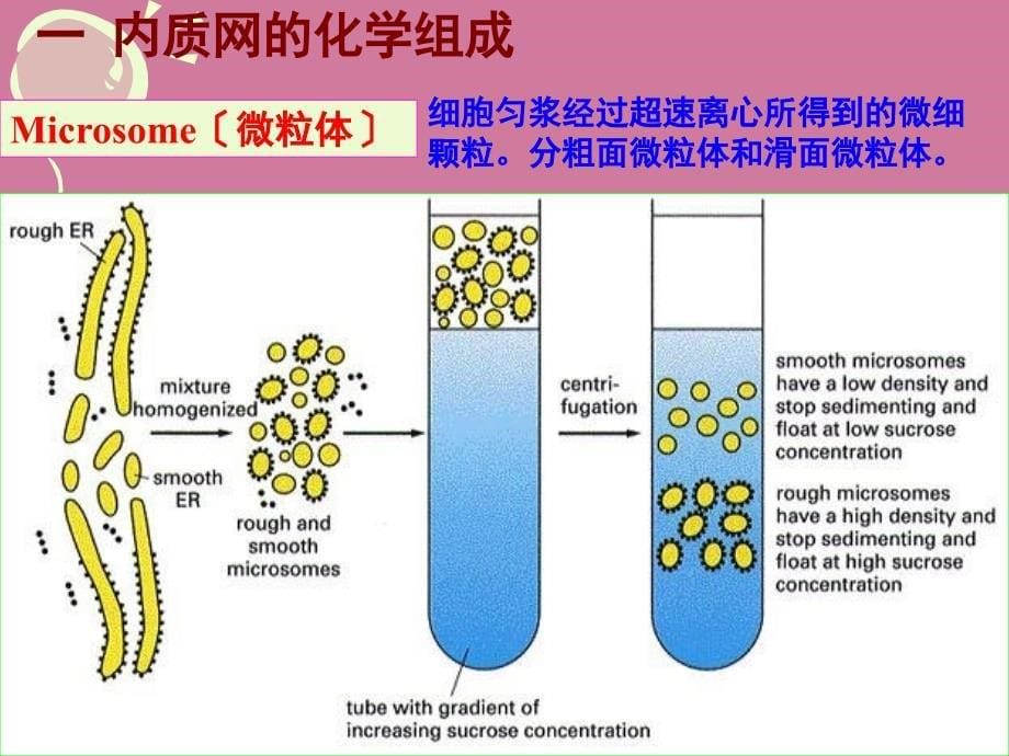 细胞的内膜系统与囊泡转运ppt课件_第5页