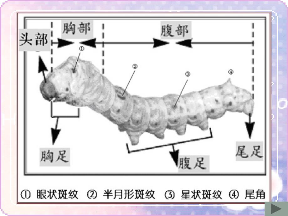 三年级科学下册 蚕的生命周期 2课件 教科版_第4页