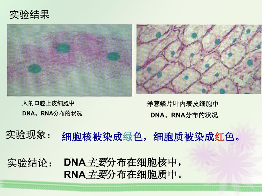 23遗传信息的携带者核酸_第2页