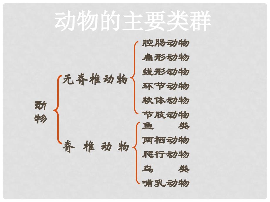 八年级生物上册 5.1 动物的主要类群复习课件1 （新版）新人教版.ppt_第1页