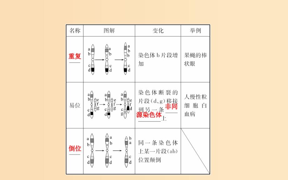 2018-2019学年高中生物5.2染色体变异课件2新人教版必修2 .ppt_第4页