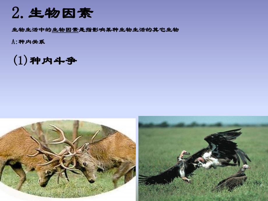 苏教版七年级生物上册1.1.2生物与环境的关系课件共21张PPT_第3页