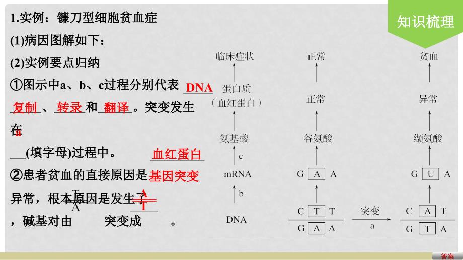 高考生物一轮复习 第七单元 生物的变异、育种和进化 第24讲 基因突变和基因重组课件 新人教版_第4页