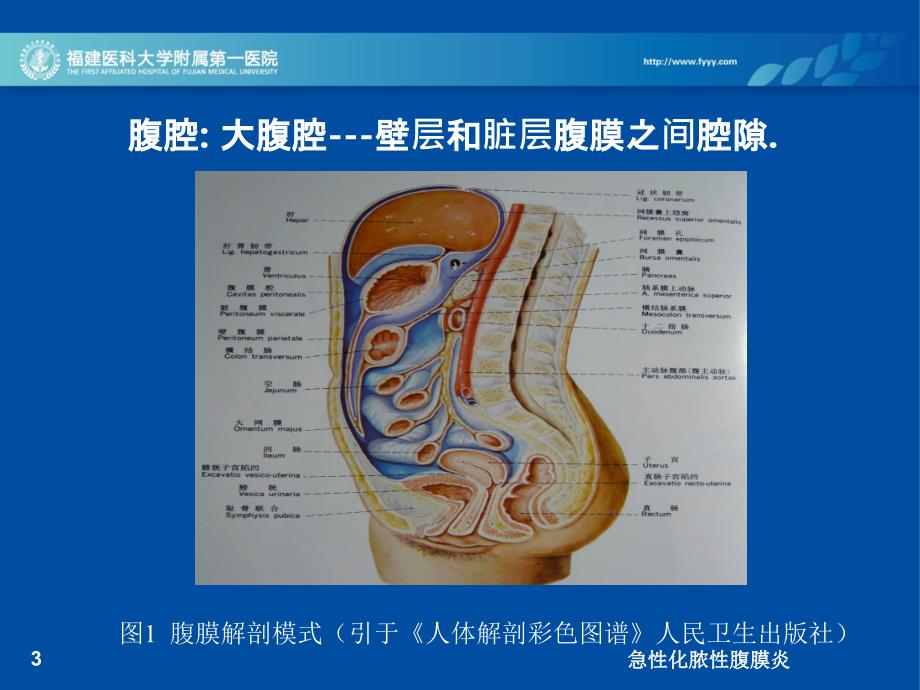 急性化脓性腹膜炎培训课件_第3页