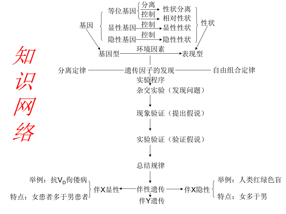 轮复习：遗传规律上.ppt_第1页