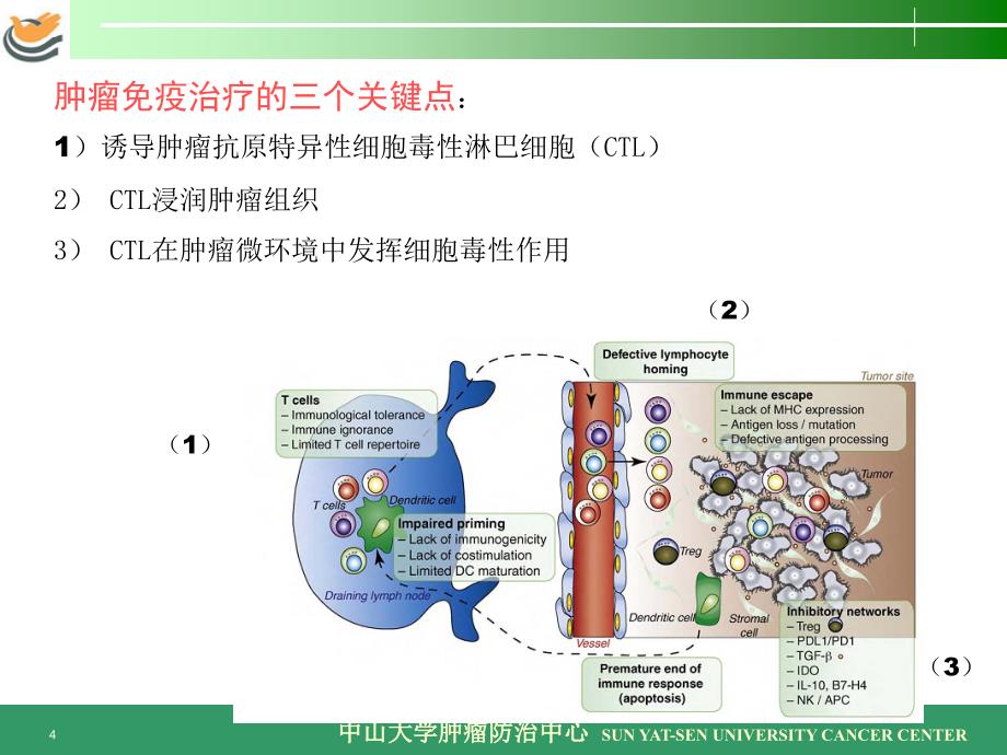 神经内分泌肿瘤的免疫治疗前景课件_第4页