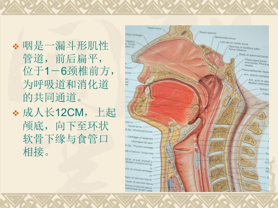 咽喉部正常解剖_第3页