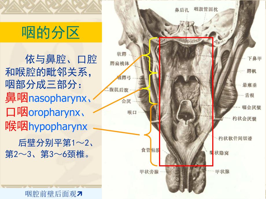 咽喉部正常解剖_第4页