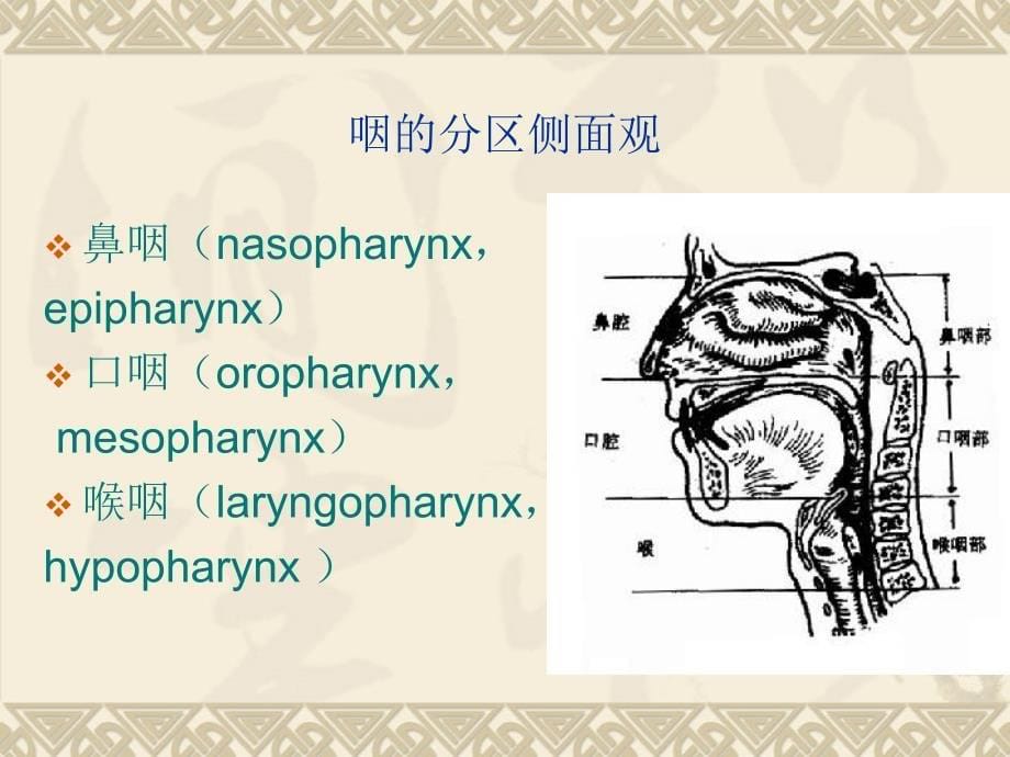 咽喉部正常解剖_第5页