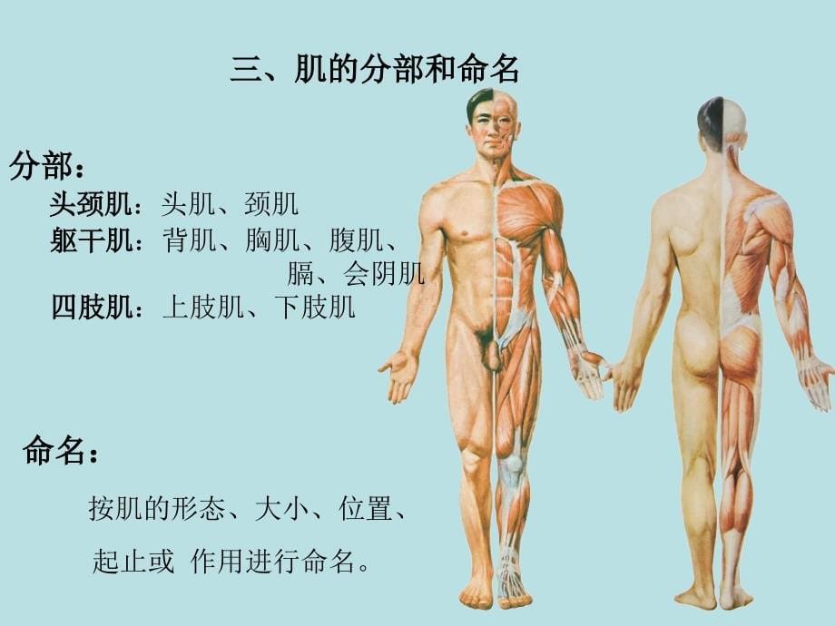 5肌学总论、头颈肌、躯干肌_第5页