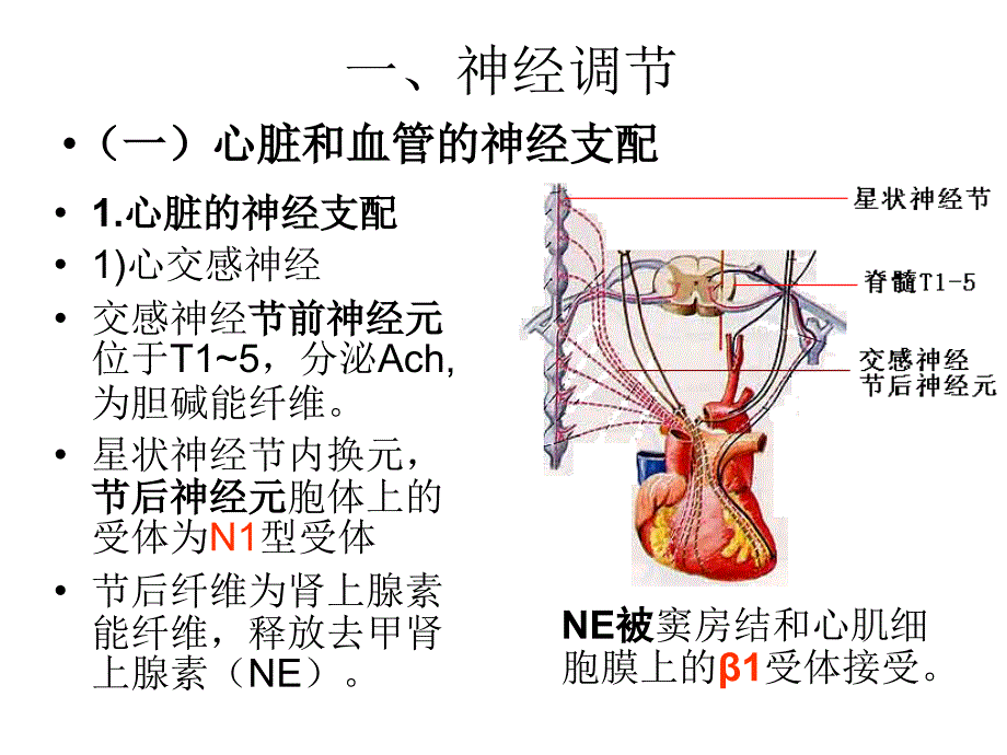 第三节心血管活动调节课件_第2页