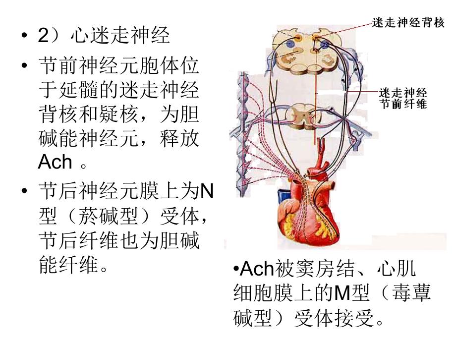 第三节心血管活动调节课件_第4页