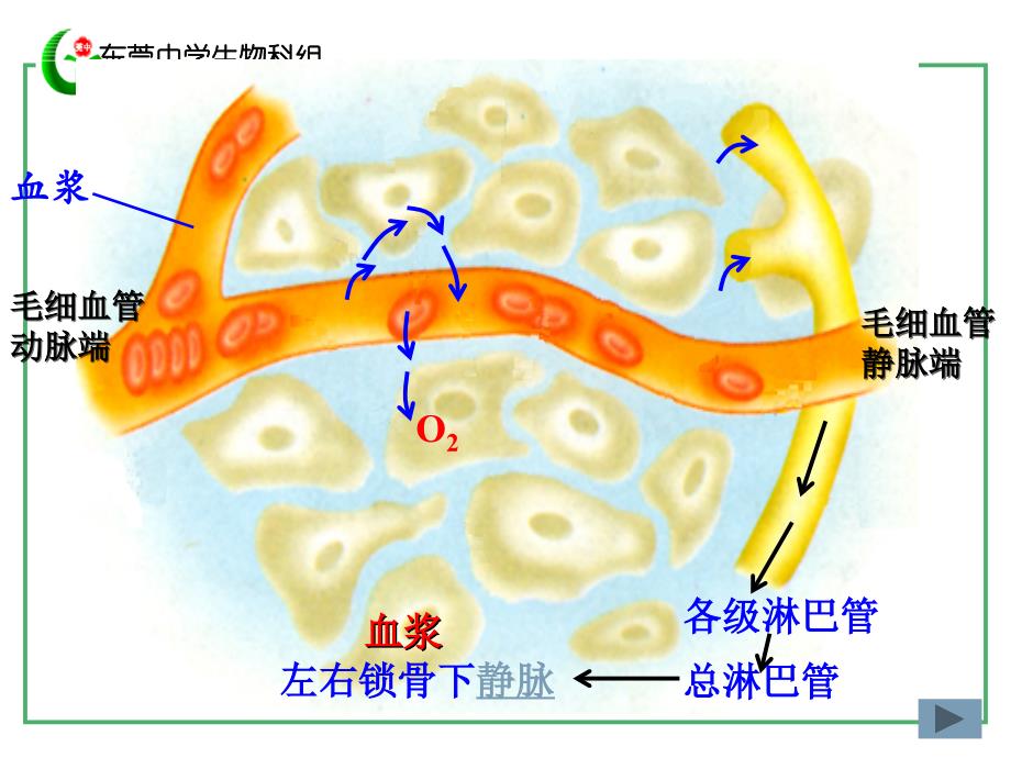 第一部分人体的内环境与稳态_第3页