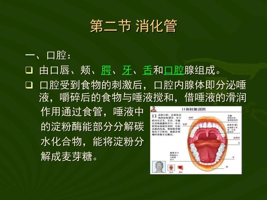 第二章消化系统与乙型肝炎_第5页