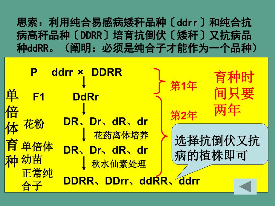 人教版教学单倍体育种多倍体育种ppt课件_第4页