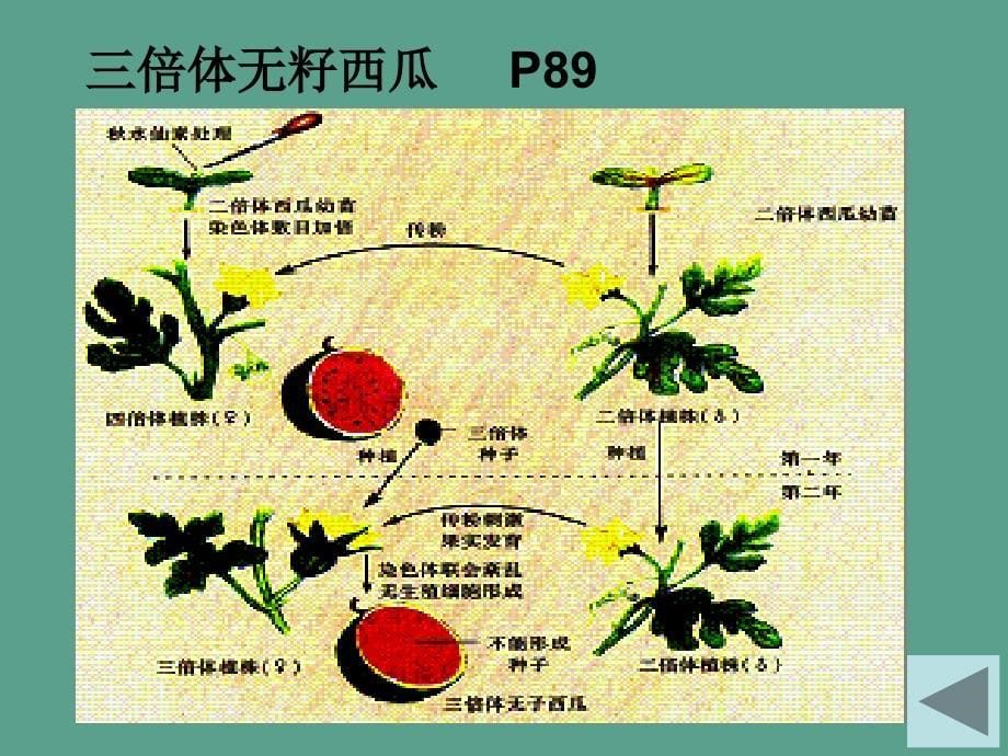 人教版教学单倍体育种多倍体育种ppt课件_第5页