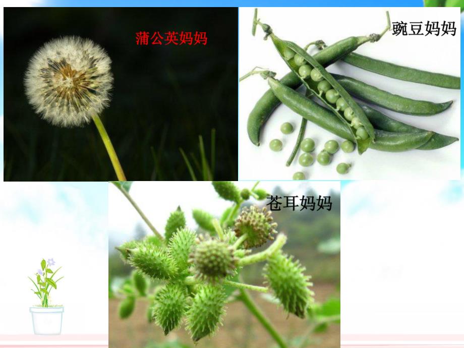 3《植物妈妈有办法》优教课件（第二课时）_第4页