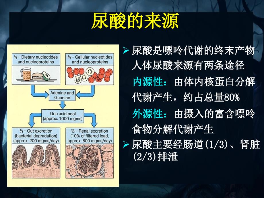 高尿酸血症及其肾损伤_第3页