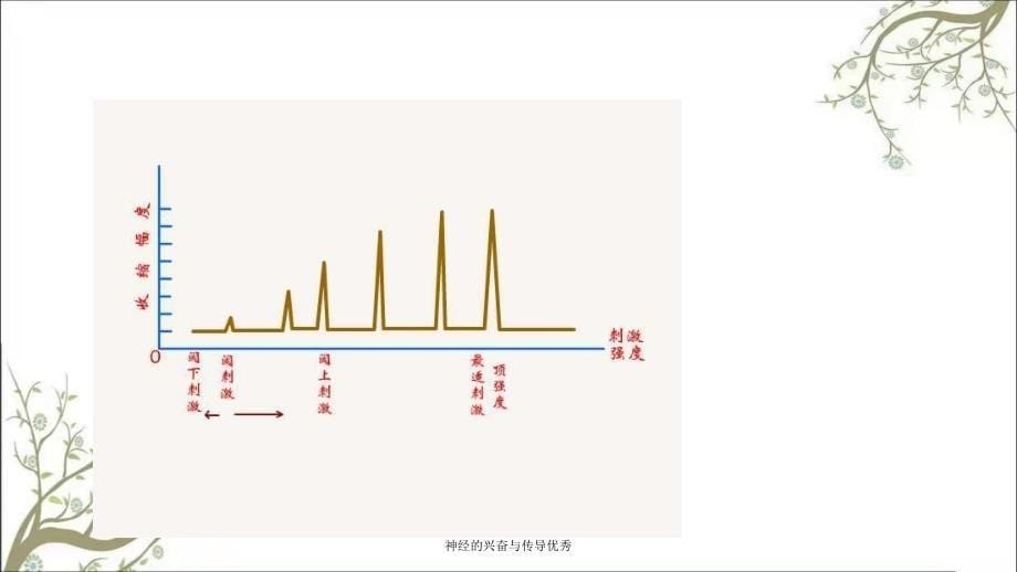 神经的兴奋与传导优秀_第5页