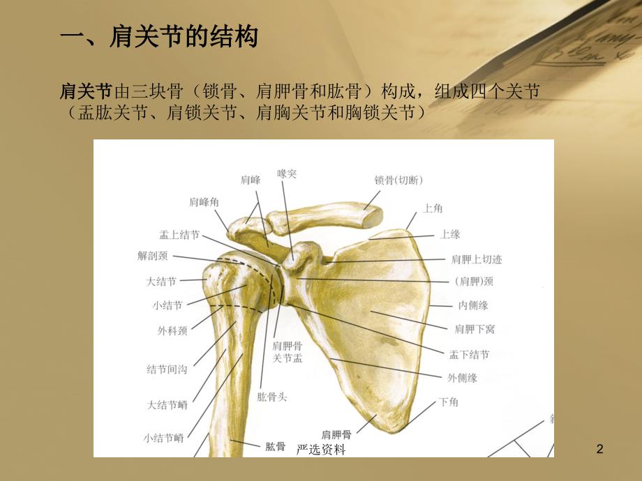 肩关节解剖及常用查体方法（行业荟萃）_第2页