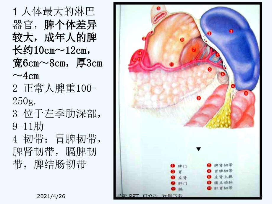 脾脏及脾脏疾病影像学表现精品课件_第3页