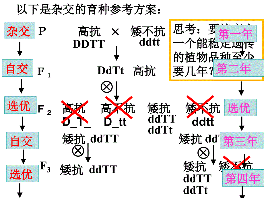 61杂交育种与诱变育种上课用_第4页