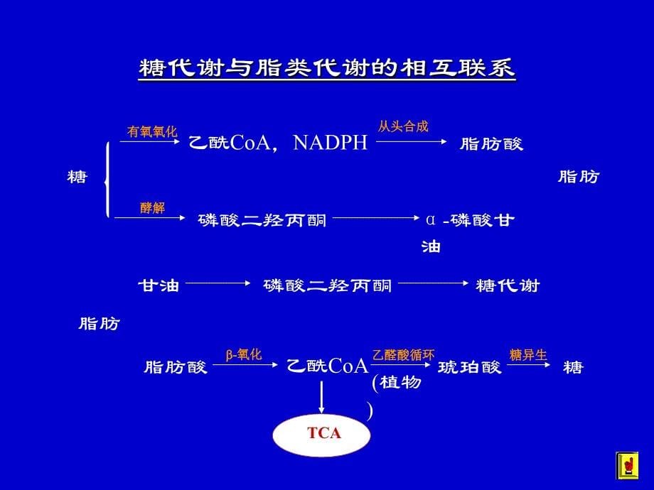 物质代谢的联系及调节_第5页